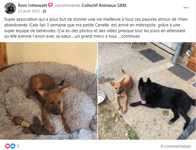 collectif animaux sxm