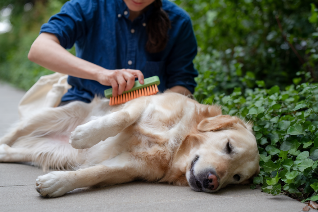 brossage demelage golden retriever