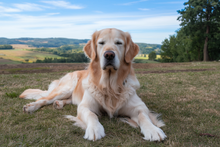 Golden Retriever espérance de vie, couleur, caractère, dimensions
