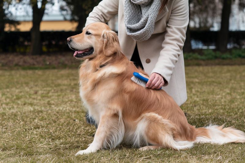 brosser queue golden retriever