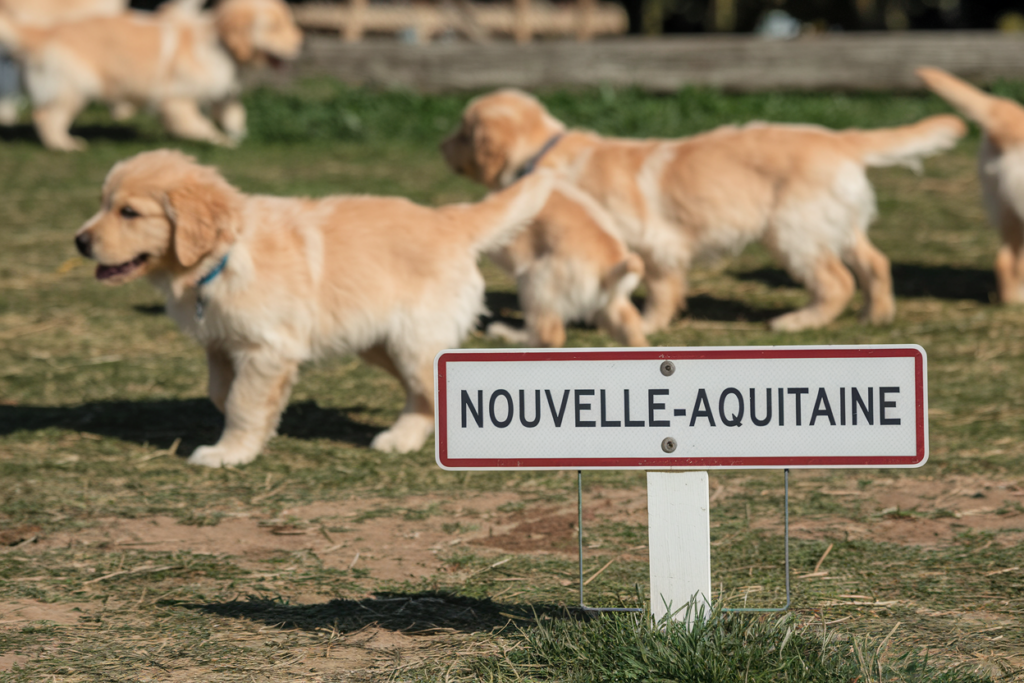 elevage golden retriever nouvelle aquitaine