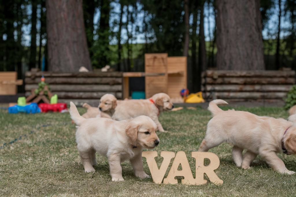 elevage golden retriever var