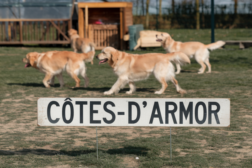 elevage golden retriever cotes d'armor