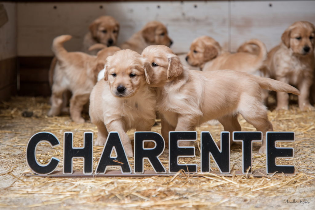 elevage golden retriever charente