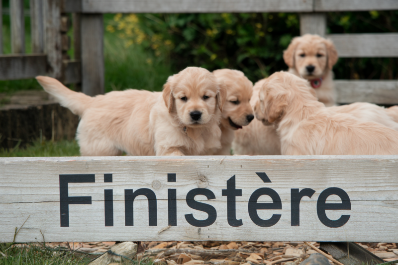 elevage golden retriever finistere