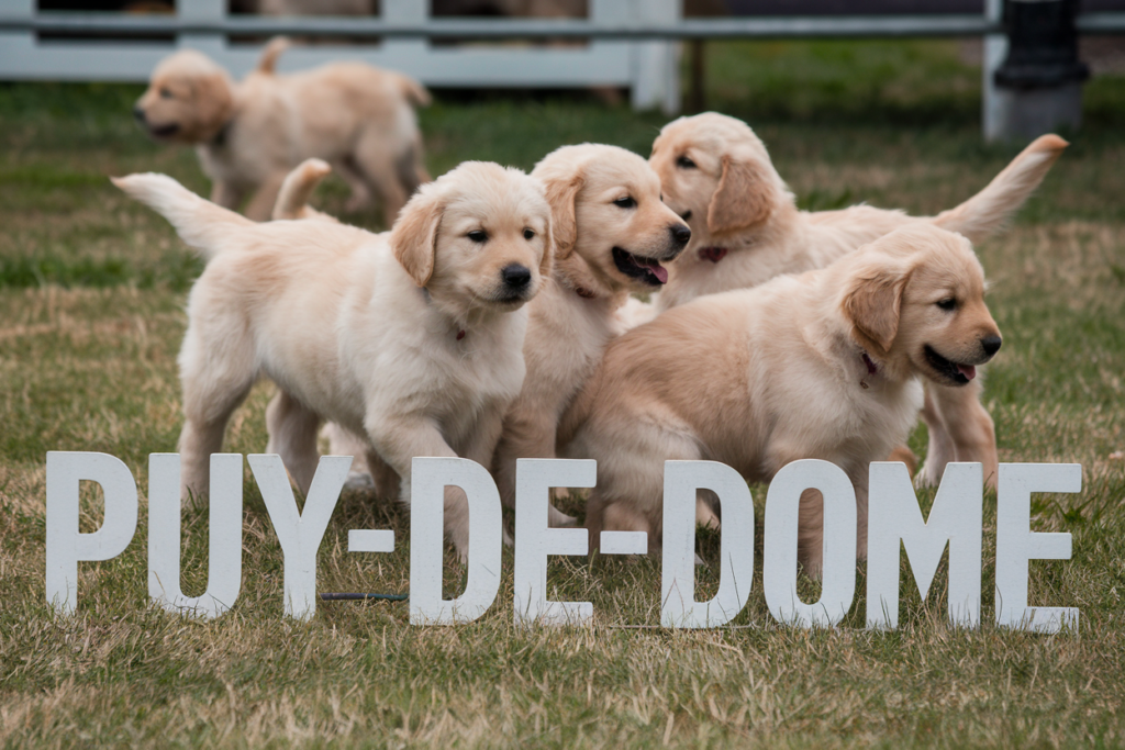 elevage golden retriever puy de dome