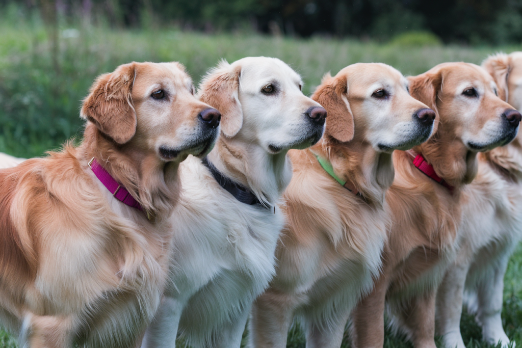 comparatif collier golden retriever