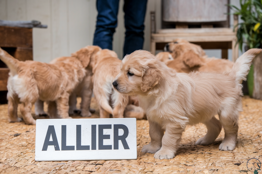 elevage golden retriever allier