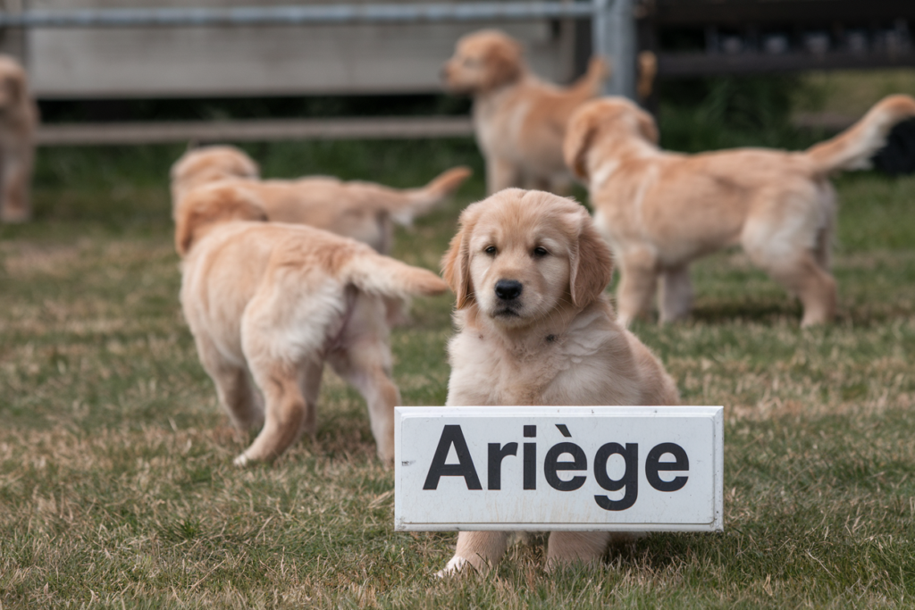 elevage golden retriever ariege