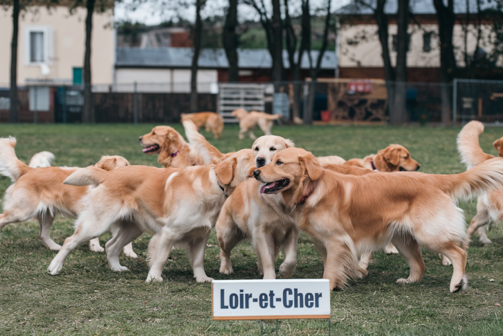 elevage golden retriever loir et cher