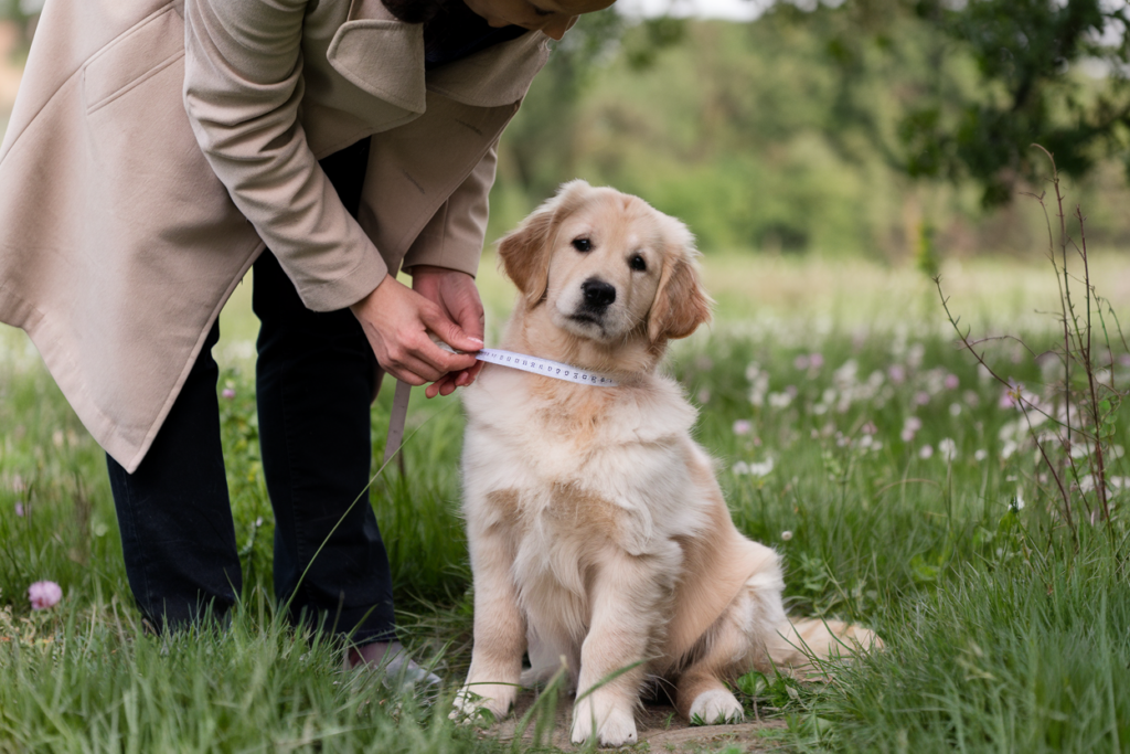 mesure taille collier chiot golden retriever